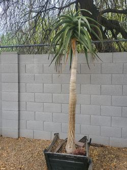 Hercules Agave (7-feet Tall)