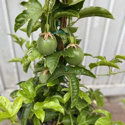 Purple Passion Fruit Ivy Plant, In 5 Gallons Pot 6 Feet Tall 