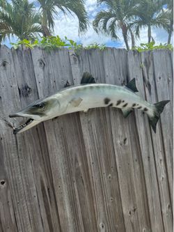 Barracuda Wall Mount 4ft Long