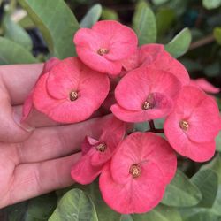 Crown Of Thorns Plant 5 Gal Pot