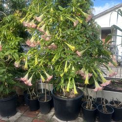Plant 