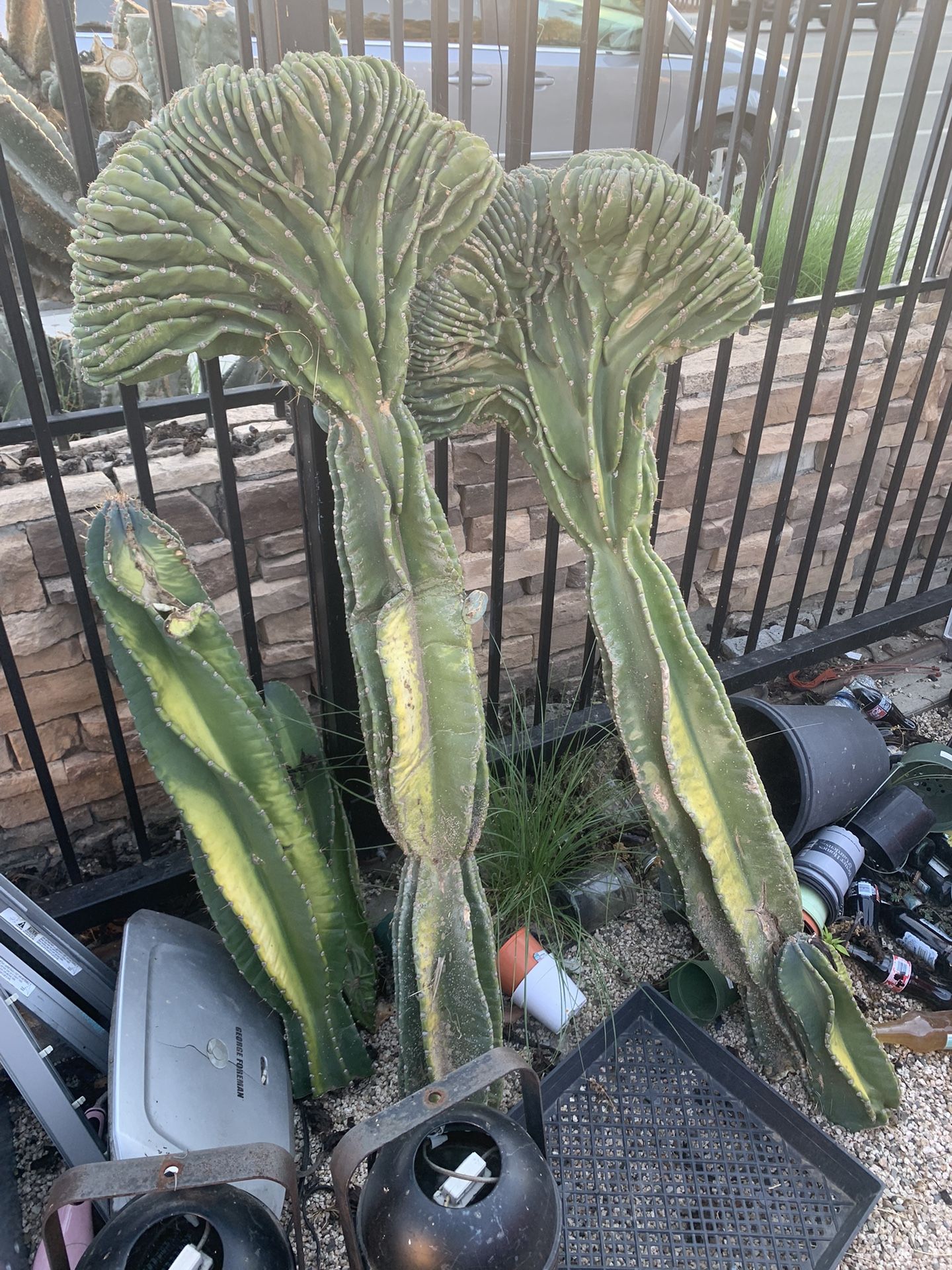Rare Crested Cactus Cuttings