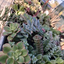 Succulent Asking $60 For Everything In The Table 