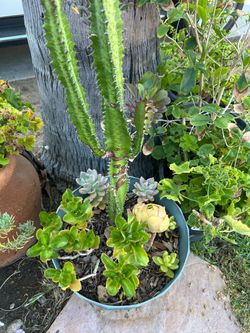 Very nice  succulent