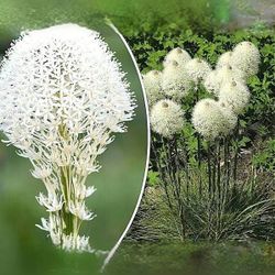 Native BEARGRASS plants 