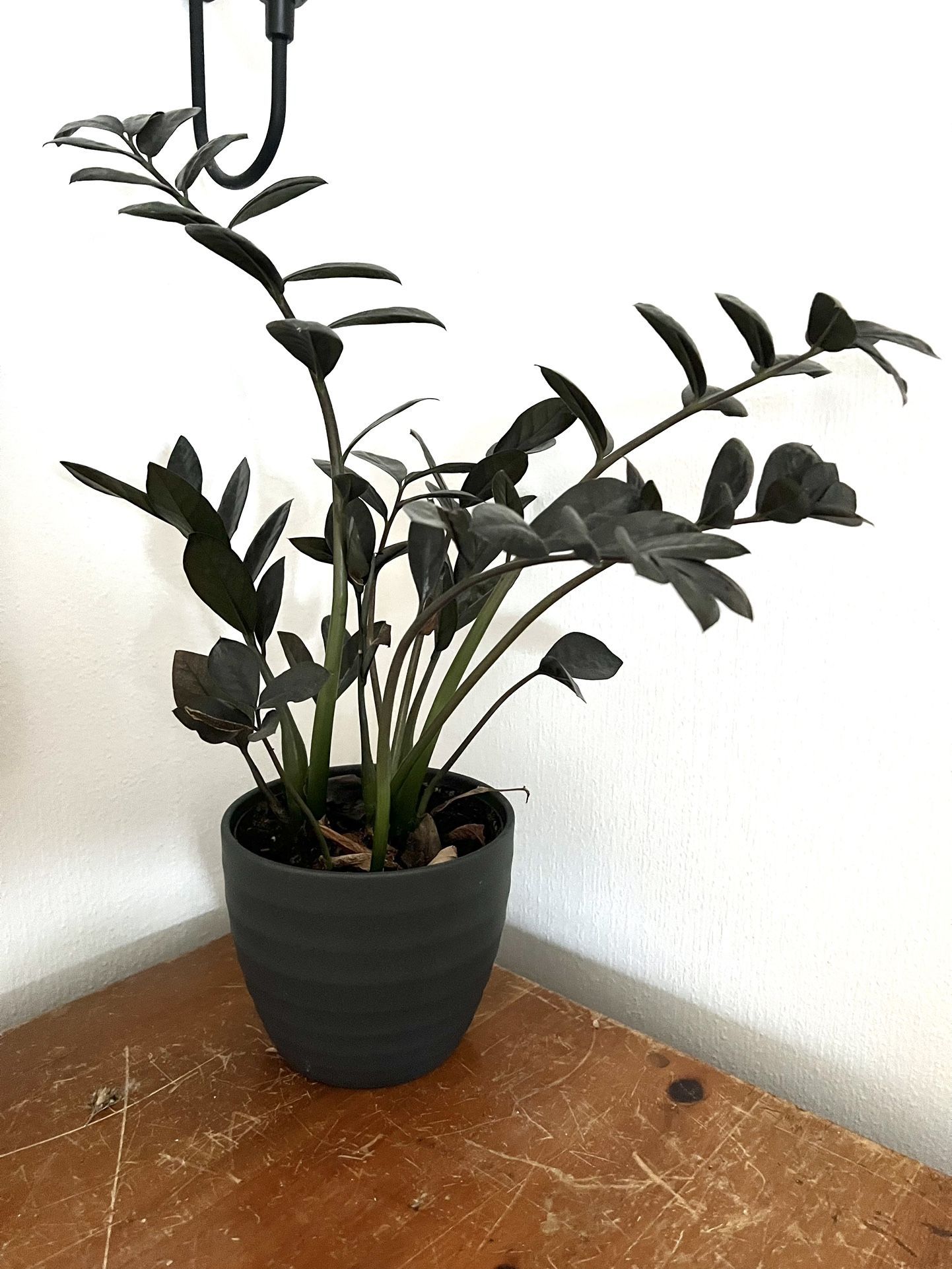 Black Raven ZZ plant for Sale in Delran, NJ OfferUp