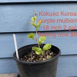 kokuso korean purple mulberry tree