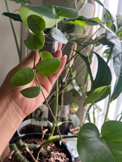 Hoya Chouke