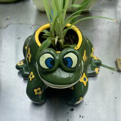 Adorable Frog Mug With Baby Rooted Spider Plant