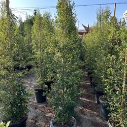 Eugenia Privacy Hedge