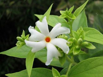 Rare Coral Jasmine Parijat tree plant