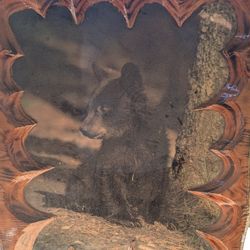 Bear Cub Wood Picture 