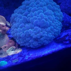 Huge Bubble Coral 