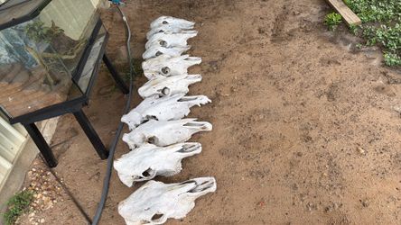 Cow and horse skulls