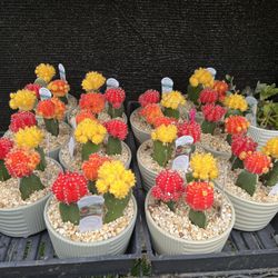 Grafted Cactus & Succulents In 6” Clay Pot. SPECIAL PRICE 🤩