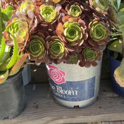 Succulents