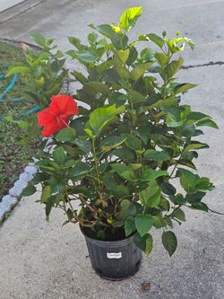 Hibiscus red