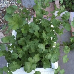 Cilantro plants