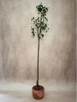 Brachychiton Populneus - Bottle Tree - Sculptural Living Tree