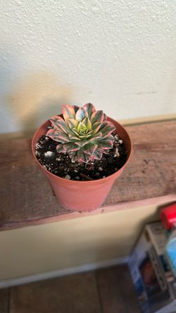 Succulent Sweet Tea 