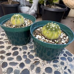 Dominos Easter Lily Cactus