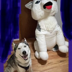 5ft tall stuffed husky