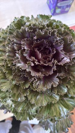 Ornamental Kale Plant