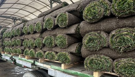 Tall Fescue Sod