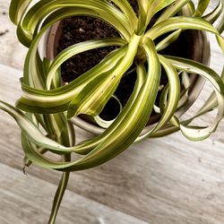 Curly Spider Plant For Indoor Outdoor Houseplant 