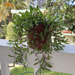 Ruby Necklace Succulent 
