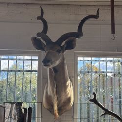 Large Taxidermy African Kudu