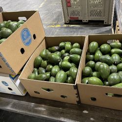 Bacon Avocados 