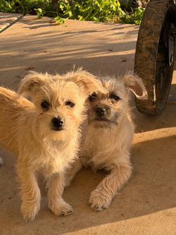 Free Dog gate/fence