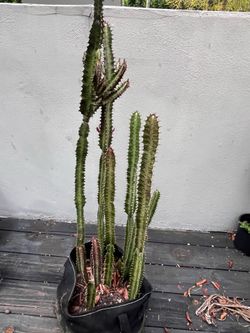 Different plants - nopal (cactus) papaya and African milk tree