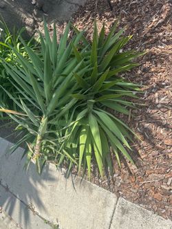 Free yucca cuttings