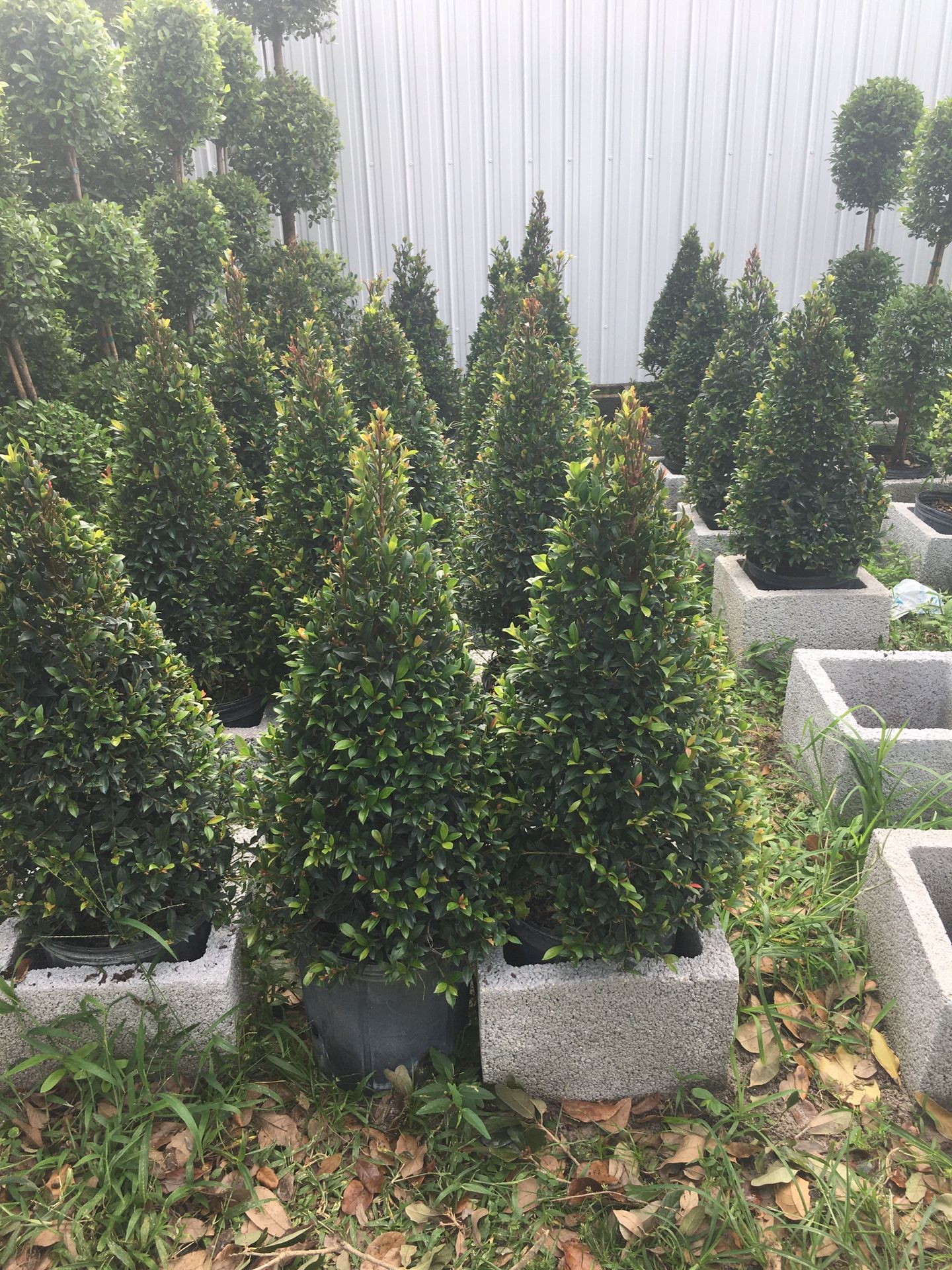Cone topiary in 3 gls pot