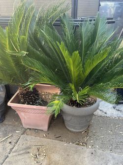 sago palm