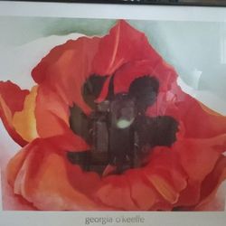 Georgia O'Keefe Poppy Poster (25"x24")