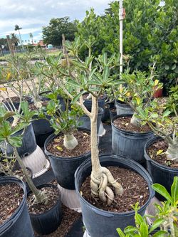 🌸 Desert Rose – Adenium Obesum