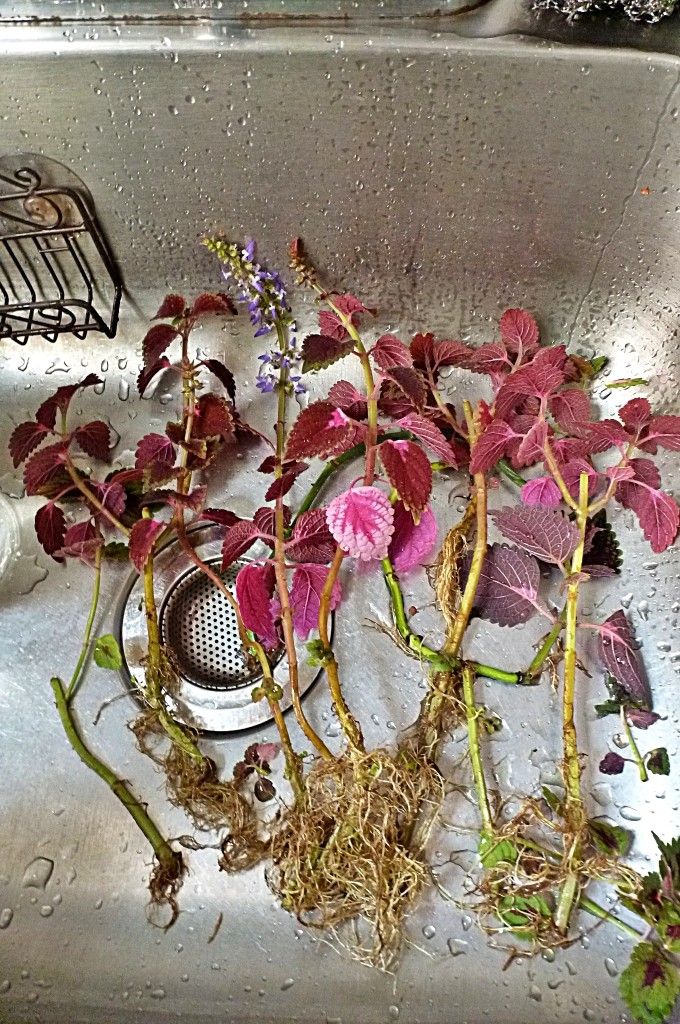 Fully Rooted Coleus Cuttings Ready for Potting - 11"-15"