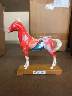 Horse Acupuncture Model 10 Inch Tall