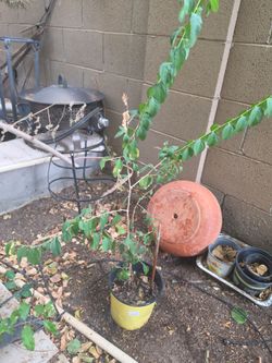 Jujube plant