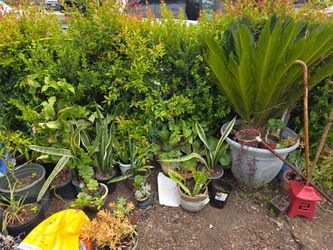Plants for sale