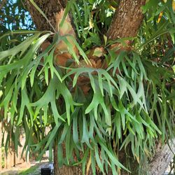 Staghorn Ferns Beautiful 