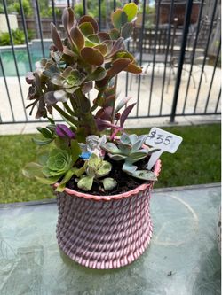 Mother’s Day succulents