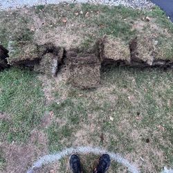 Sod/Soil - Freeze 