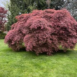 Japanese Maple Over 50 Years Old 