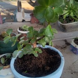 Planta Captus Monedita 