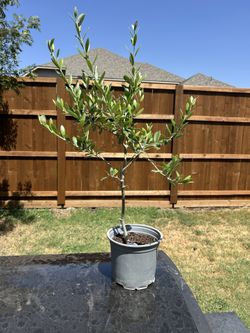 Olive Tree - Will Produce Buttery Olives