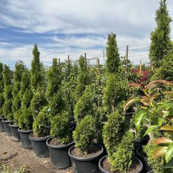 Spira Trees